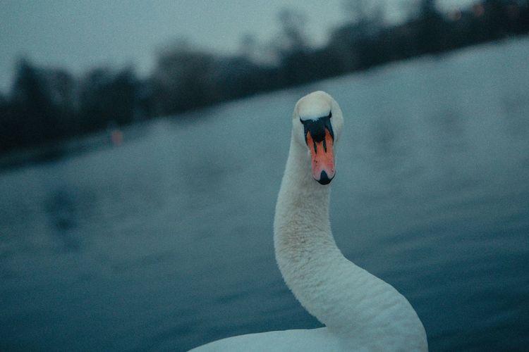 Goose in london