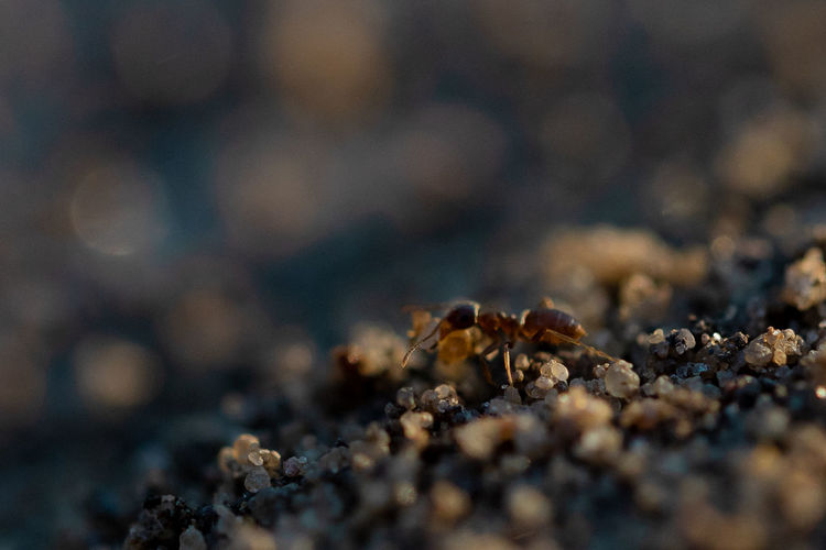 Close-up of ant on beach