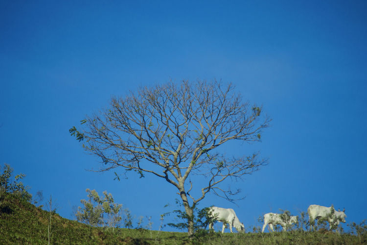 Low angle view of bare trees against clear blue sky cows 
