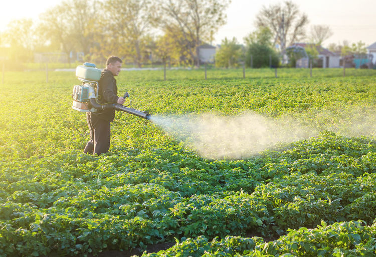 A farmer sprays a solution of copper sulfate on plants of potato bushes.