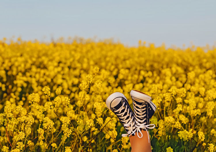 Feet in sneakers over yellow field of flowers, summer concept person