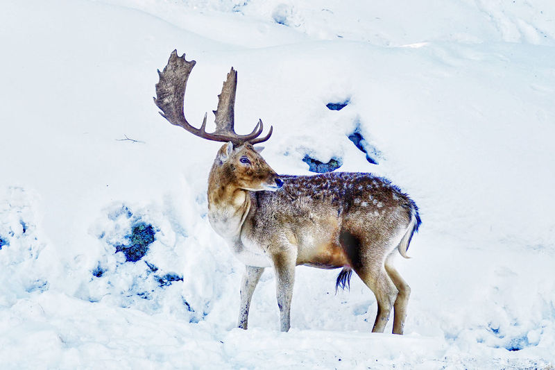 Male deer infront of snow