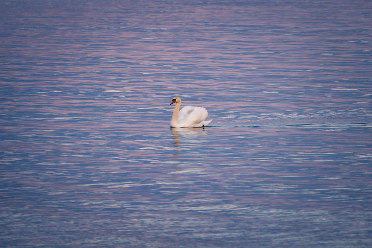 A lone mute swan swims in pastel colours at sunset along the coast.