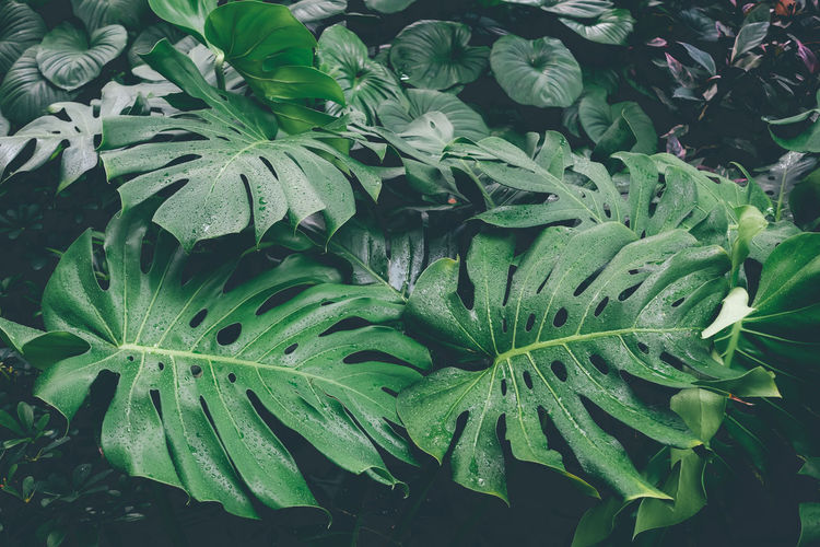 High angle view of wet plant leaves