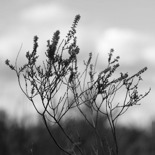 Close-up of fruit growing on tree against sky