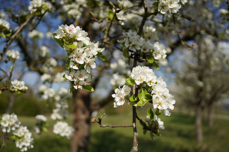 Close-up of white cherry blossom tree