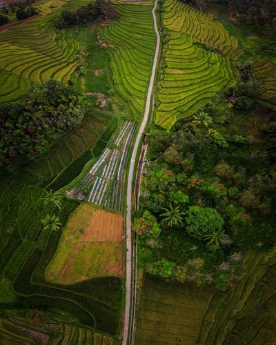 Panoramic view of green rice fields with roads in a small area with aerial photos of bengkulu utara