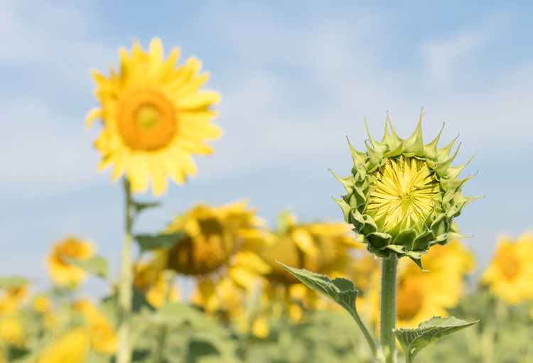 Close-up of yellow flowering plant on field