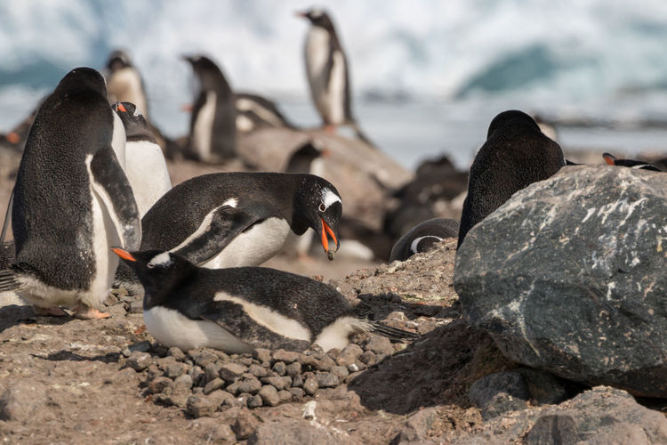 Gentoo penguin in a colony adding a pebble to its partners nest, antarctic peninsula.