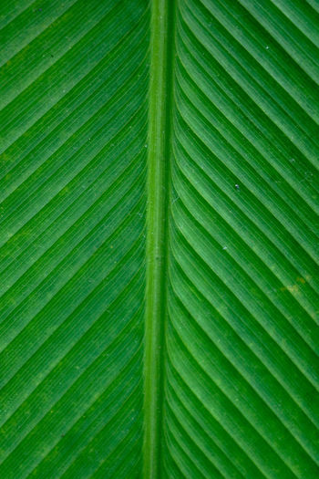 Full frame shot of palm leaves