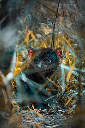Close-up of tasmanian devil looking away