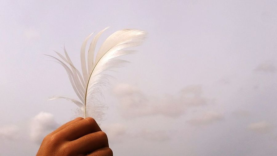 Cropped hand holding feather against sky