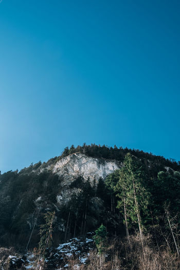 Low angle view of trees against clear blue sky