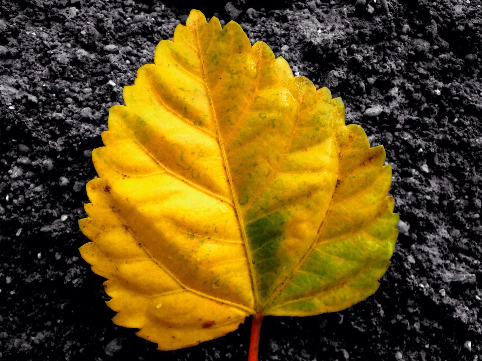 leaf, yellow, leaf vein, autumn, nature, high angle view, close-up, natural pattern, fragility, growth, change, beauty in nature, leaves, outdoors, day, no people, season, green color, textured, sunlight