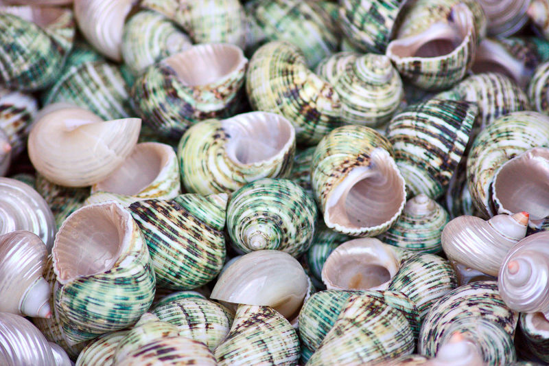Many sea shells / snail shells for tourists and travelers as souvenirs or as healthy sea food
