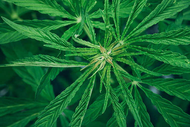 Top view of young marijuana green plant growing outdoor in the garden
