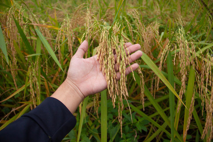 Close-up of hand touching plant on field