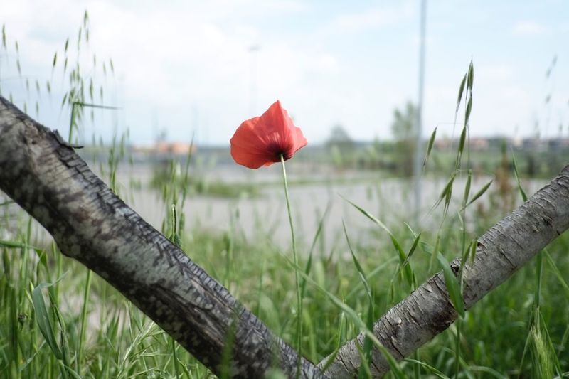 Close-up of poppy growing on field