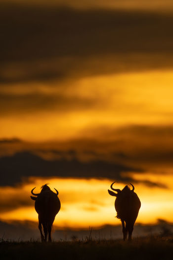 Two blue wildebeest standing on sunset horizon