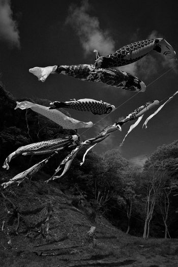 Low angle view of fish hanging on field against sky