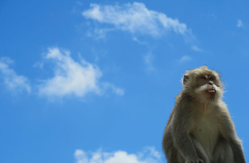 Low angle view of monkey sticking out its tongue against clear blue sky
