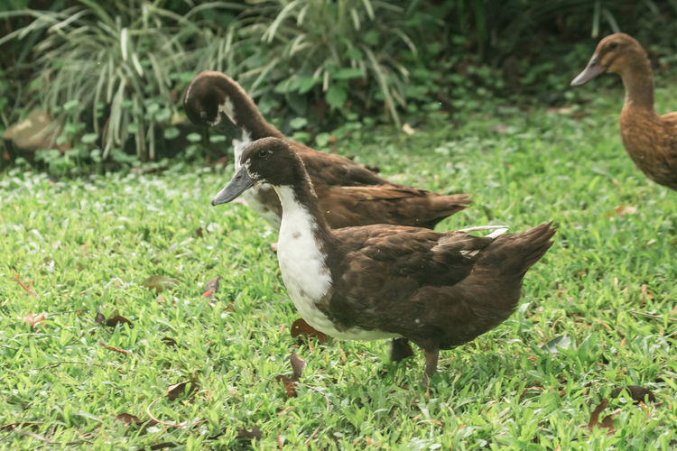bird