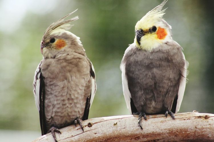 Close-up of cockatiels perching on branch
