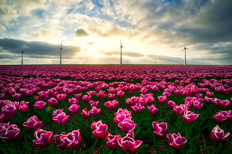 View of flowers in field against cloudy sky