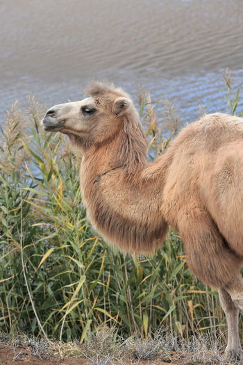 1140 bactrian camel-east bank of sumu barun jaran lake. badain jaran desert-inner mongolia-china.