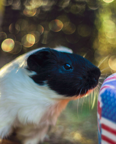 Close-up of an guinea pig