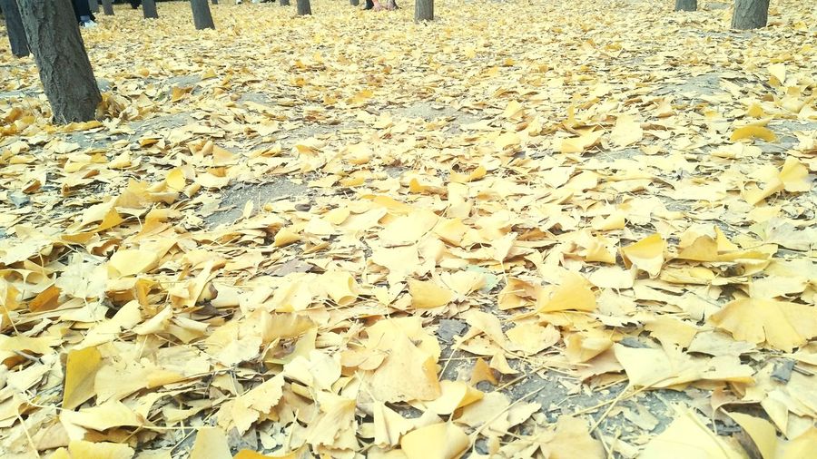 High angle view of dry leaves on road