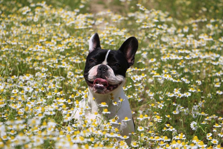 Close-up of dog amidst flowers