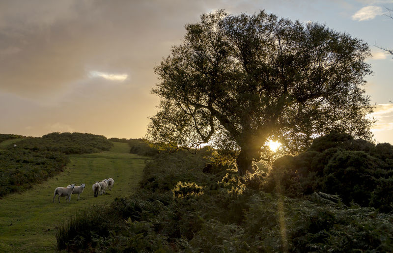 Sheep walking on grassy field by trees against sky during sunset