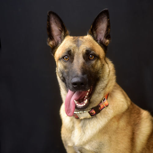 Close-up portrait of dog against black background