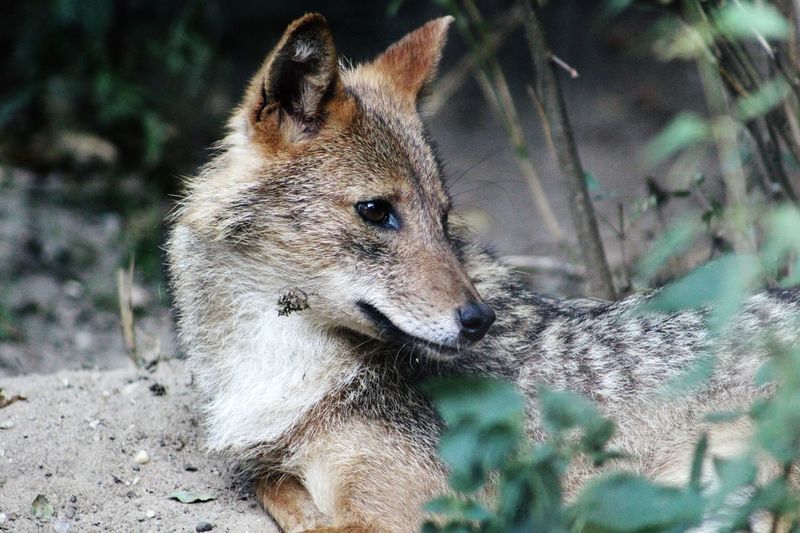 Close-up of jackal in forest