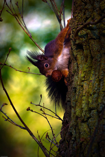 Close-up of squirrel on tree