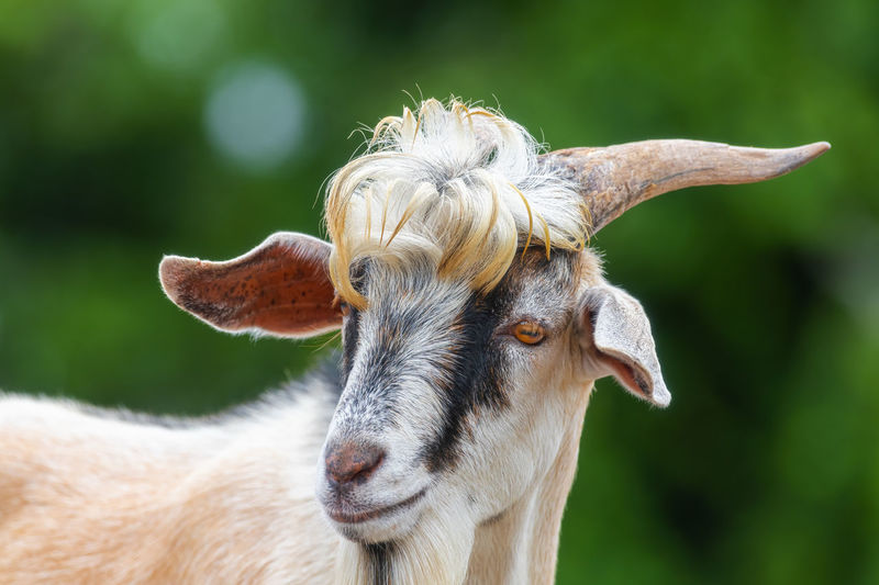 Closeup of a goat with green bokeh background