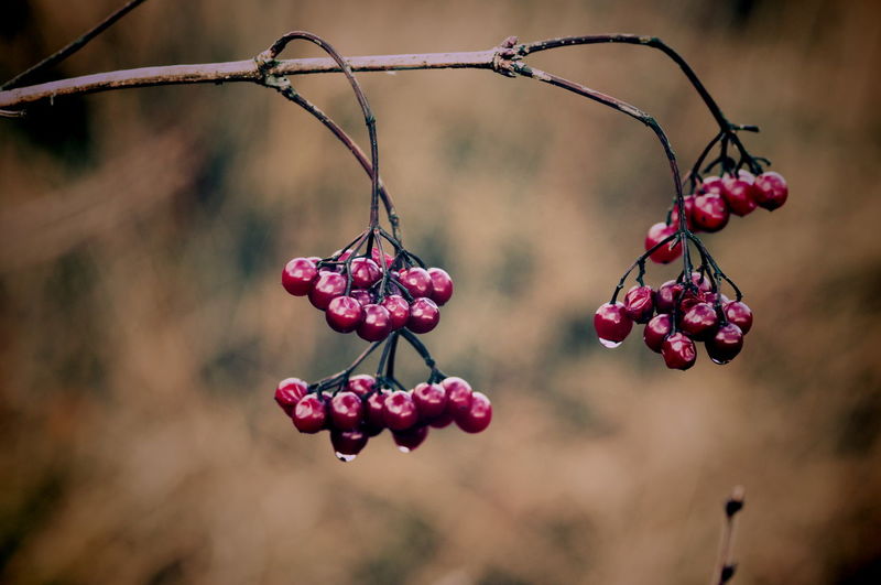 Close-up of red berries hanging on tree