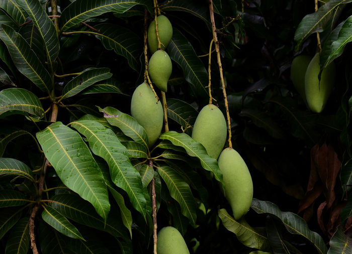 Green mangoes on the tree