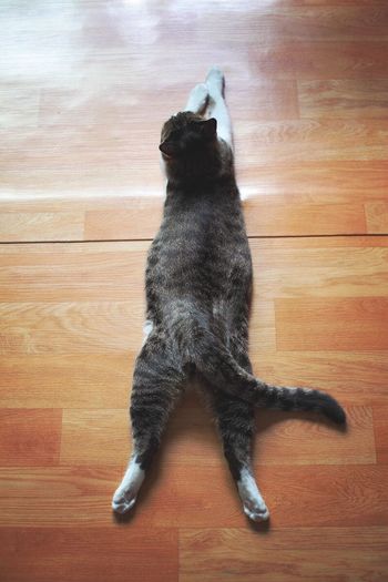 High angle view of cat on wooden floor