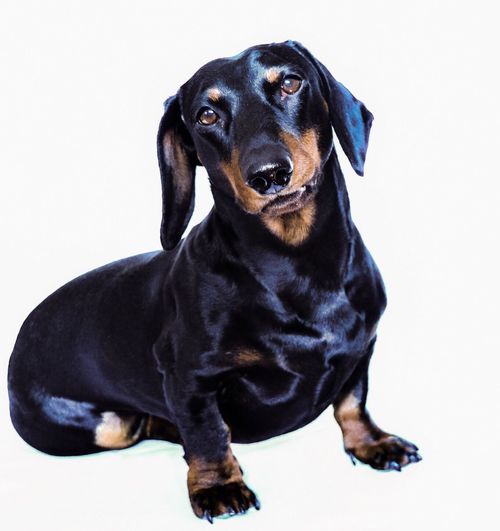 Close-up of black dog against white background