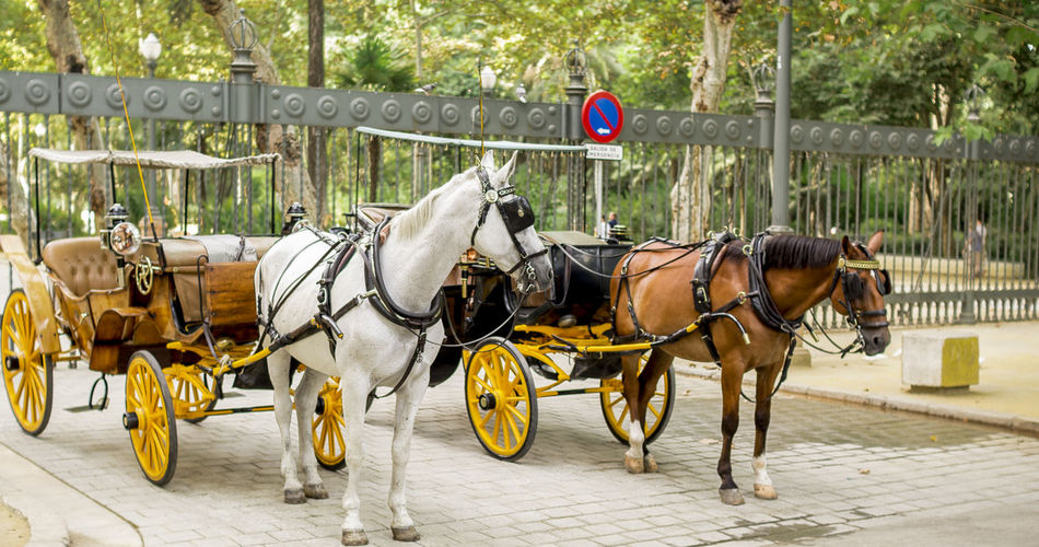 Horse carts on street against trees