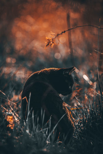 Black cat at sunset 