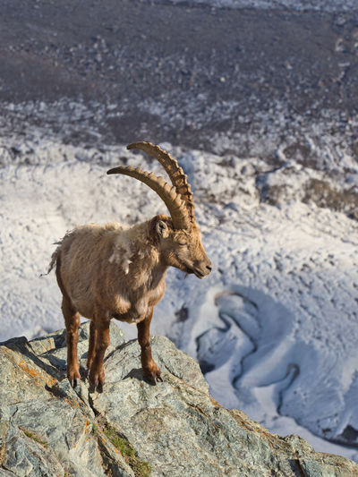 Deer standing on rock high above glacier 