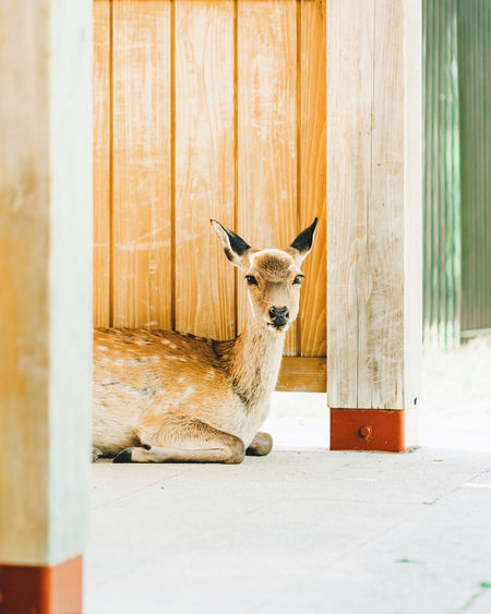 Portrait of deer sitting by wooden wall