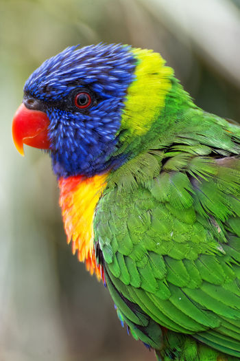 Close-up of parrot perching on leaf