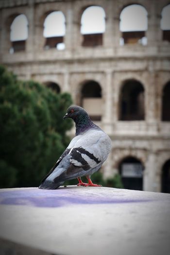 Pigeon perching on a wall