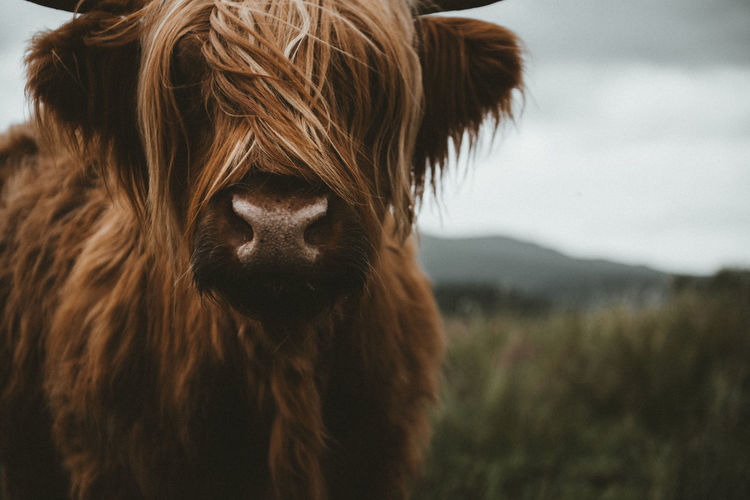 Close-up of highland cattle standing on field