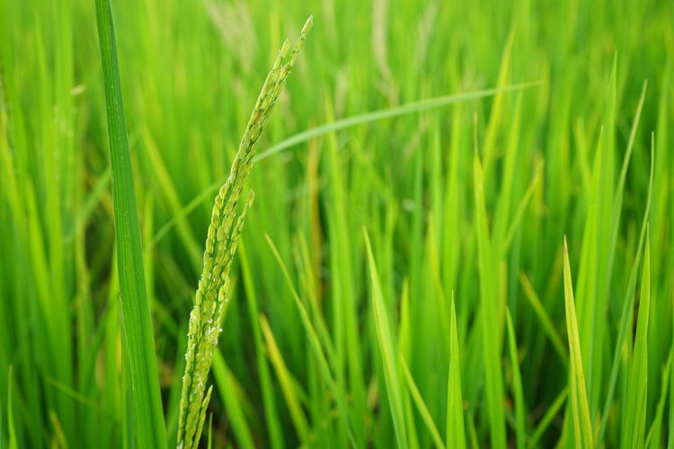 Close-up of crops growing on field orears rice in the field is waiting for harvest 
