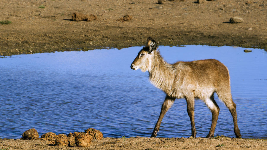 Deer at lakeshore